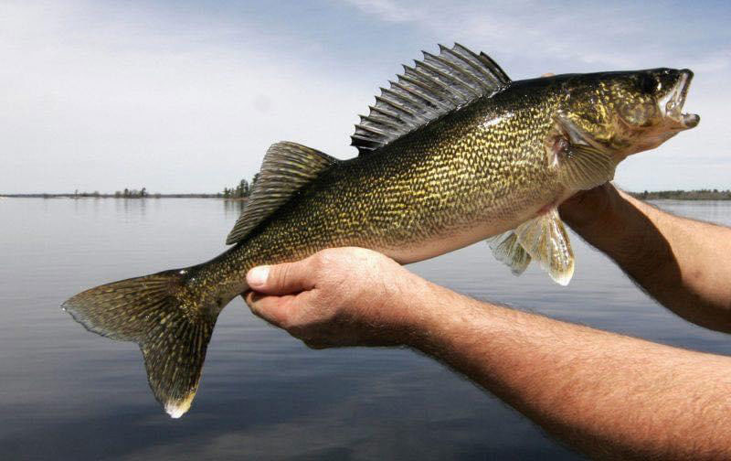 Holding a big fish.