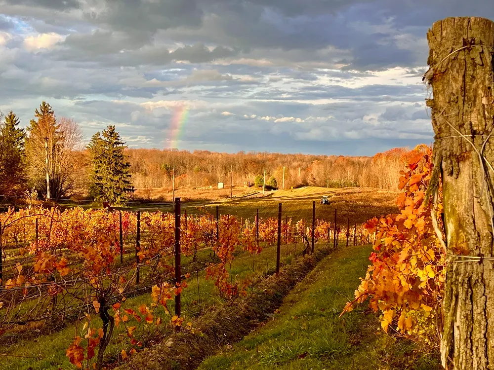 vineyard free wine tasting.