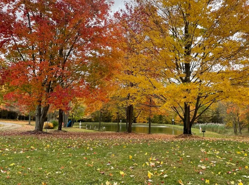 Autumn park with colorful trees and fallen leaves by a pond.